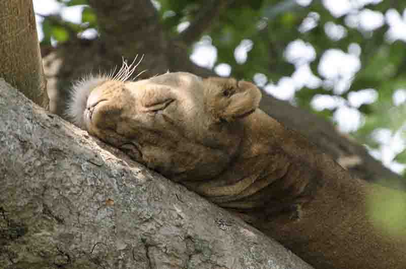 20 - Leones trepadores - parque nacional Queen Elizabeth - Uganda